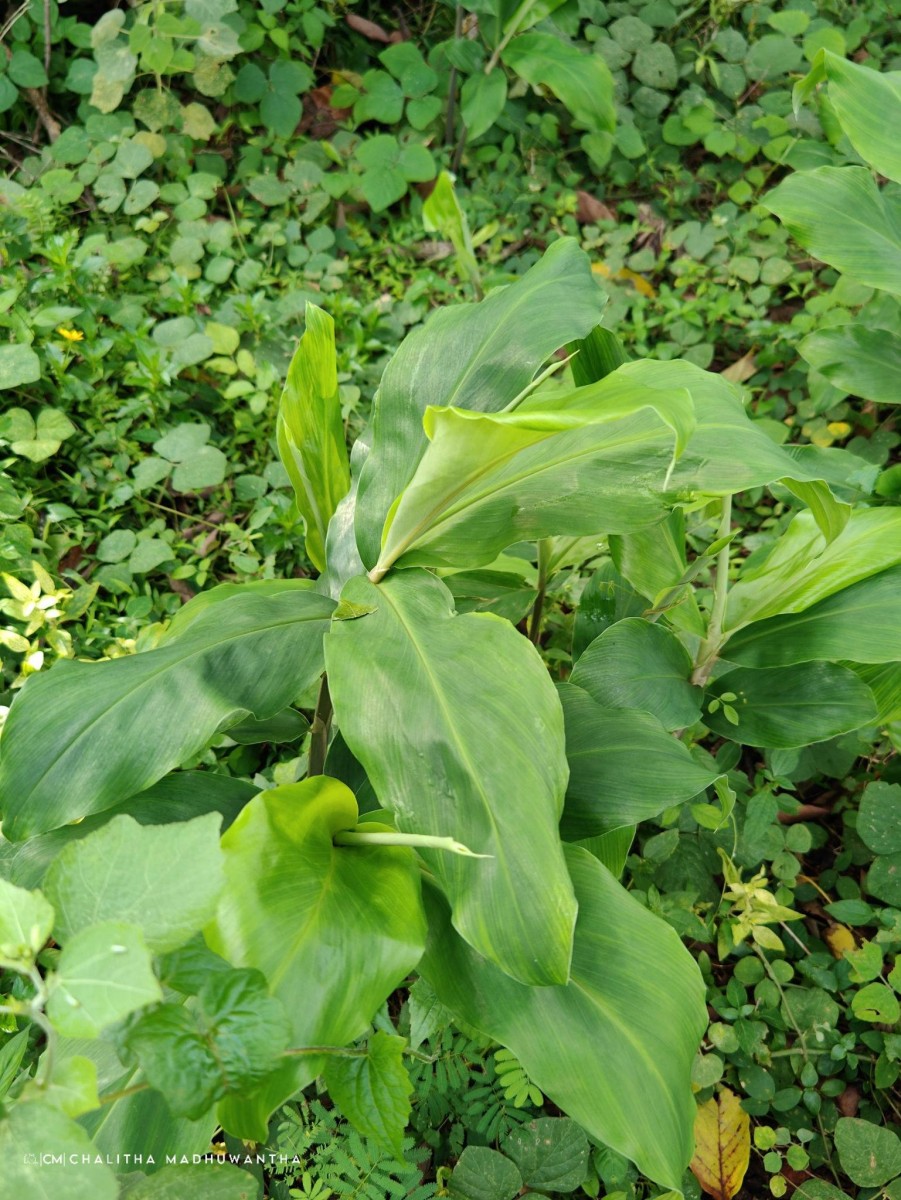 Zingiber zerumbet (L.) Roscoe ex Sm.